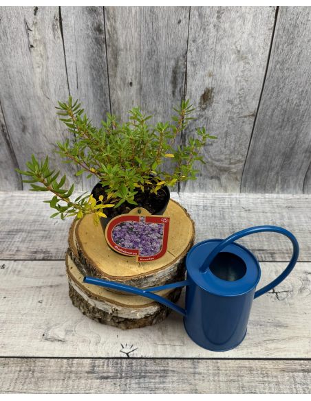 'Krumlov' - różanecznik miniaturowy
Rhododendron 'Krumlov'