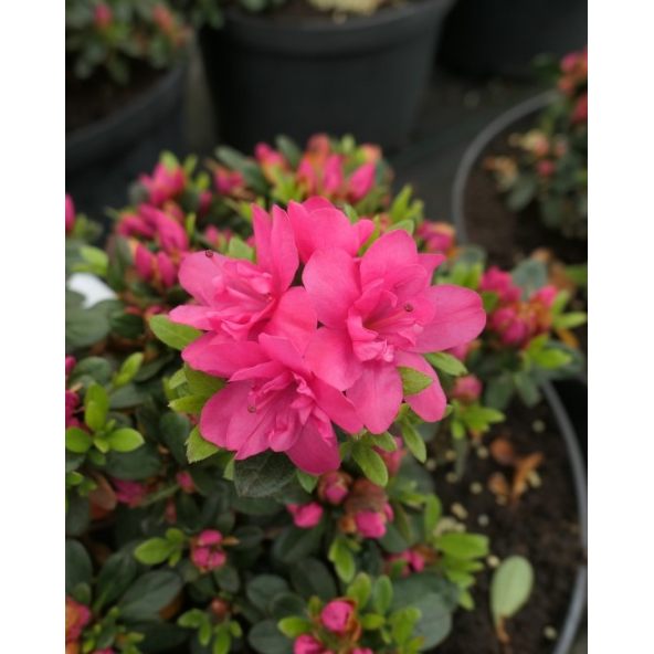'Labe' - azalia japońska
Rhododendron 'Labe'