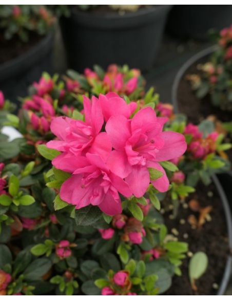'Labe' - azalia japońska
Rhododendron 'Labe' 'Labe' - azalia japońska
Rhododendron 'Labe'