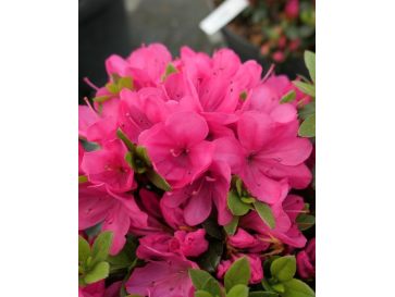 'Labe' - azalia japońska
Rhododendron 'Labe'
