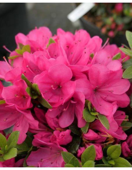 'Labe' - azalia japońska
Rhododendron 'Labe' 'Labe' - azalia japońska
Rhododendron 'Labe'