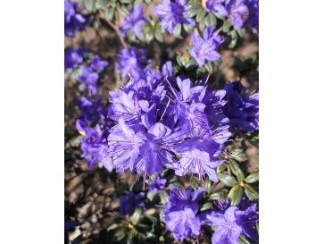 'Lauretta' - różanecznik miniaturowy
Rhododendron impeditum 'Lauretta'