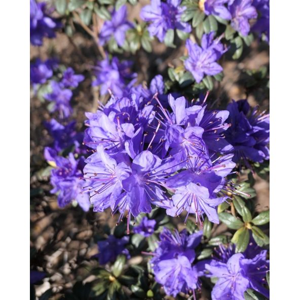 'Lauretta' - różanecznik miniaturowy
Rhododendron impeditum 'Lauretta'