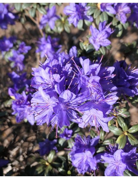 'Lauretta' - różanecznik miniaturowy
Rhododendron impeditum 'Lauretta' 'Lauretta' - różanecznik miniaturowy
Rhododendron impeditum 'Lauretta'