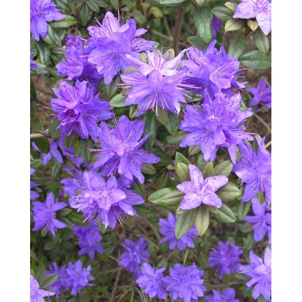 'Lauretta' - różanecznik miniaturowy
Rhododendron impeditum 'Lauretta'