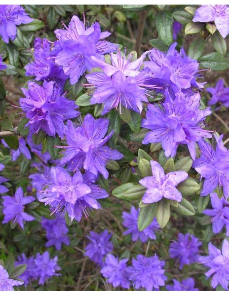 'Lauretta' - różanecznik miniaturowy
Rhododendron impeditum 'Lauretta' 'Lauretta' - różanecznik miniaturowy
Rhododendron impeditum 'Lauretta'
