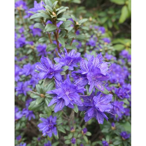 'Lauretta' - różanecznik miniaturowy
Rhododendron impeditum 'Lauretta'