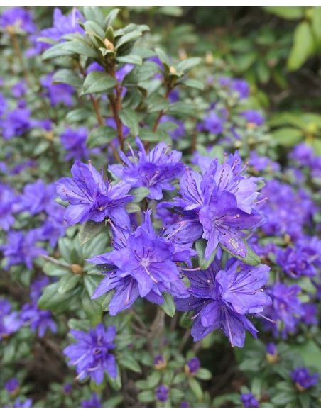 'Lauretta' - różanecznik miniaturowy
Rhododendron impeditum 'Lauretta' 'Lauretta' - różanecznik miniaturowy
Rhododendron impeditum 'Lauretta'