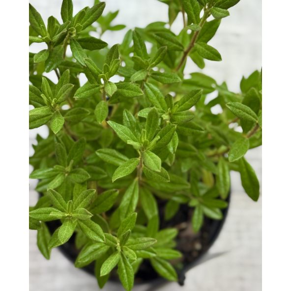 'Lauretta' - różanecznik miniaturowy
Rhododendron impeditum 'Lauretta'