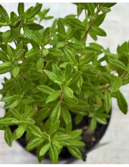 'Lauretta' - różanecznik miniaturowy
Rhododendron impeditum 'Lauretta' 'Lauretta' - różanecznik miniaturowy
Rhododendron impeditum 'Lauretta'