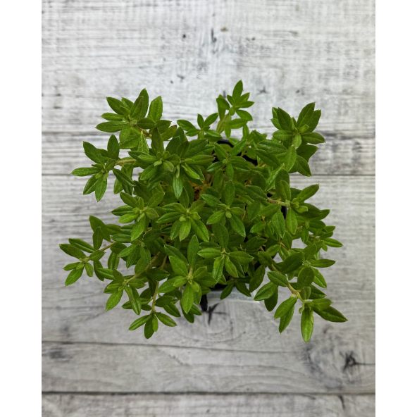 'Lauretta' - różanecznik miniaturowy
Rhododendron impeditum 'Lauretta'