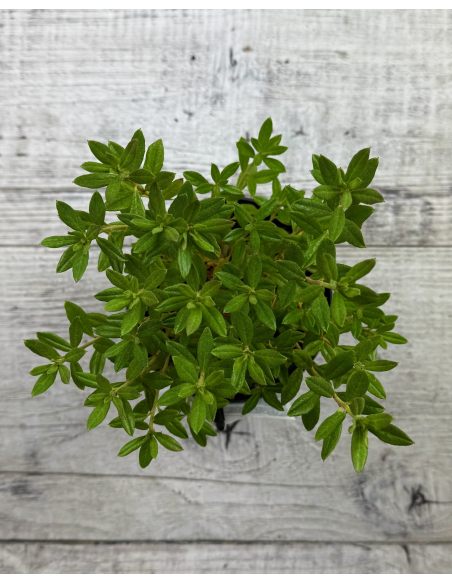 'Lauretta' - różanecznik miniaturowy
Rhododendron impeditum 'Lauretta' 'Lauretta' - różanecznik miniaturowy
Rhododendron impeditum 'Lauretta'