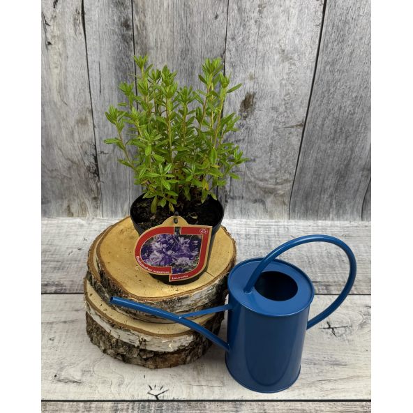 'Lauretta' - różanecznik miniaturowy
Rhododendron impeditum 'Lauretta'