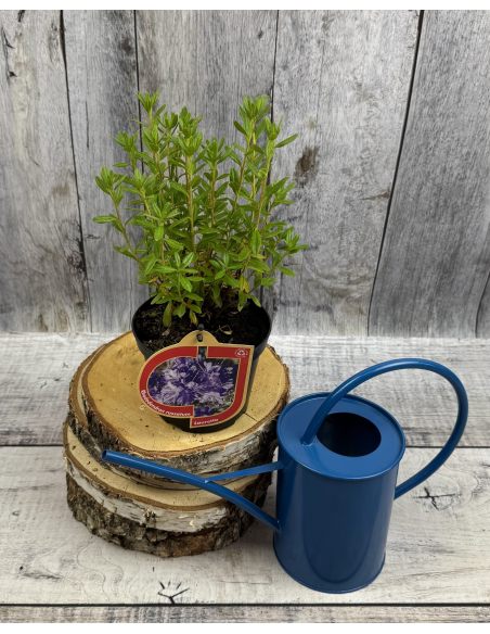 'Lauretta' - różanecznik miniaturowy
Rhododendron impeditum 'Lauretta' 'Lauretta' - różanecznik miniaturowy
Rhododendron impeditum 'Lauretta'