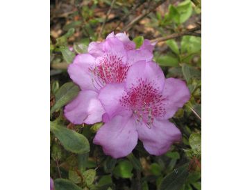 'Ledikanense' - azalia japońska
Rhododendron 'Ledikanense'