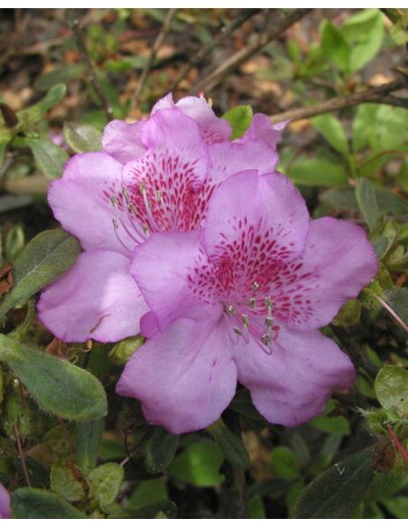 'Ledikanense' - azalia japońska
Rhododendron 'Ledikanense'