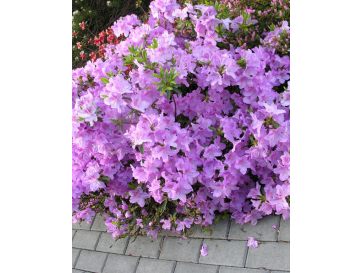 'Ledikanense' - azalia japońska
Rhododendron 'Ledikanense' 2
