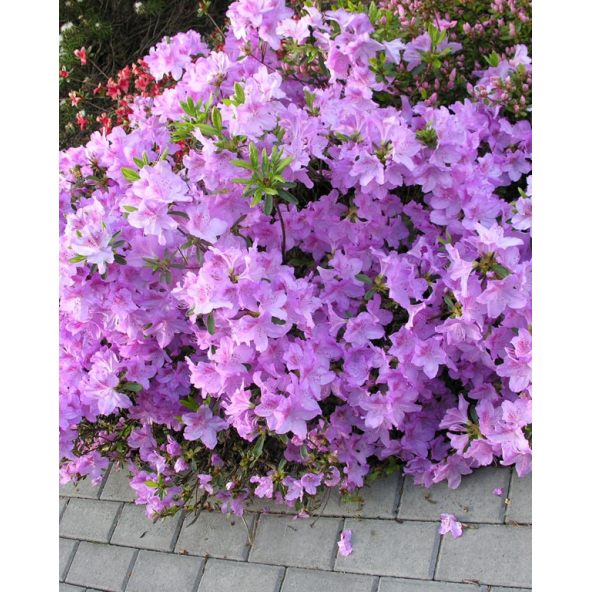 'Ledikanense' - azalia japońska
Rhododendron 'Ledikanense'