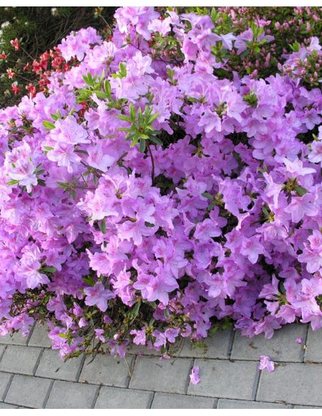 'Ledikanense' - azalia japońska
Rhododendron 'Ledikanense'