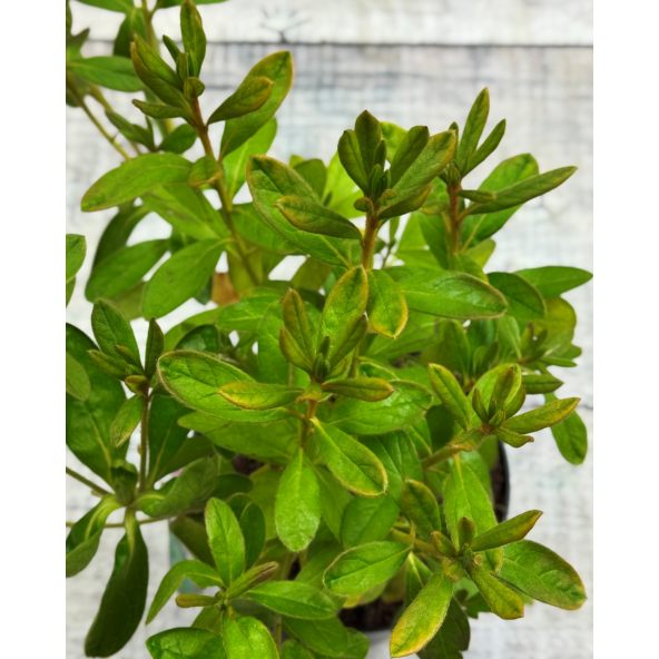 'Ledikanense' - azalia japońska
Rhododendron 'Ledikanense'