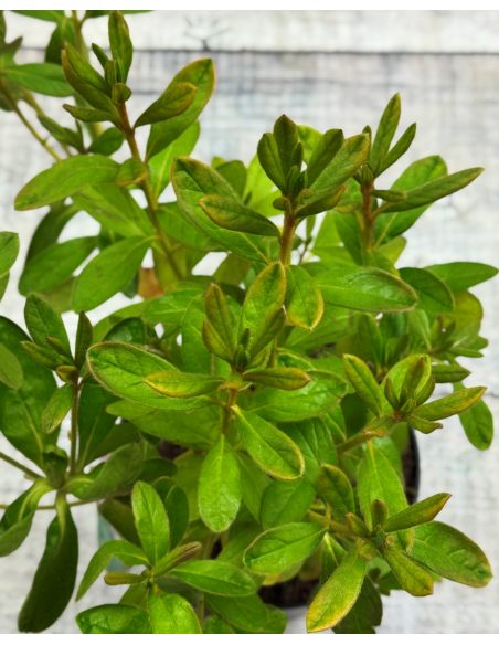 'Ledikanense' - azalia japońska
Rhododendron 'Ledikanense'