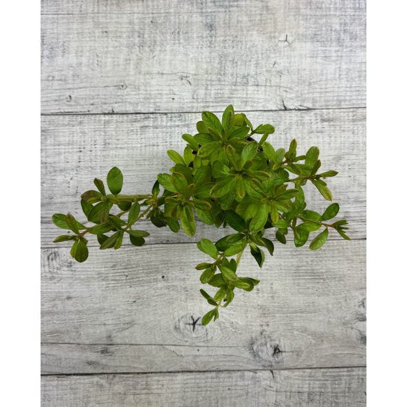 'Ledikanense' - azalia japońska
Rhododendron 'Ledikanense'