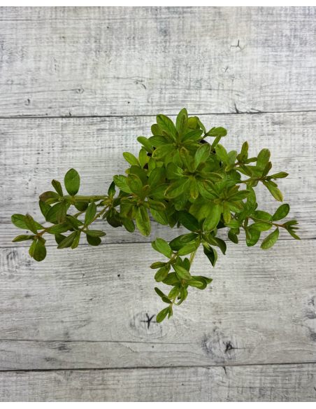 'Ledikanense' - azalia japońska
Rhododendron 'Ledikanense'