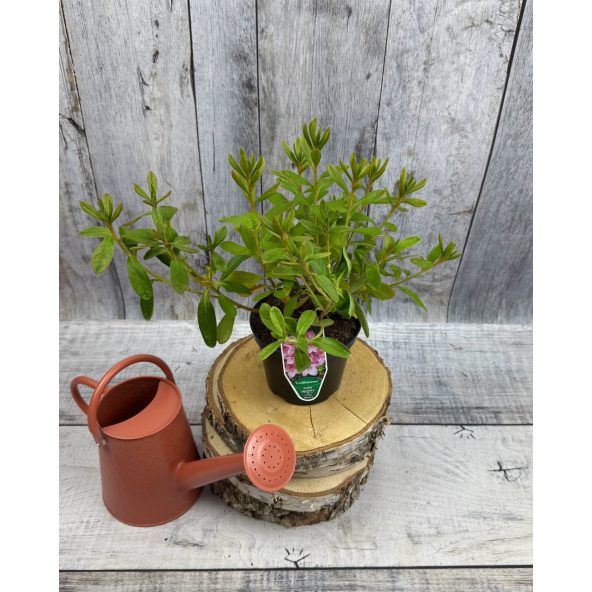 'Ledikanense' - azalia japońska
Rhododendron 'Ledikanense'