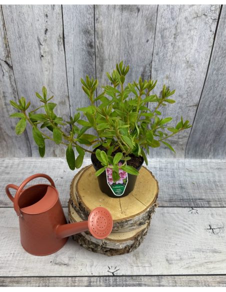 'Ledikanense' - azalia japońska
Rhododendron 'Ledikanense'