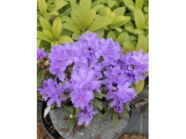 'Luisella' - różanecznik miniaturowy
Rhododendron impeditum 'Luisella'