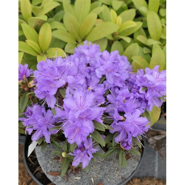'Luisella' - różanecznik miniaturowy
Rhododendron impeditum 'Luisella'