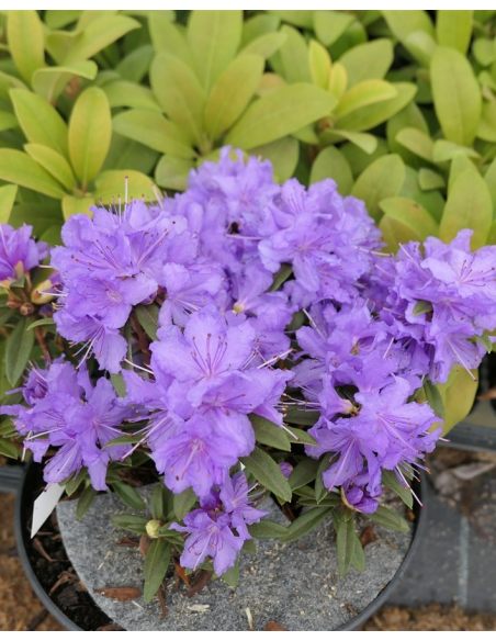 'Luisella' - różanecznik miniaturowy
Rhododendron impeditum 'Luisella' 'Luisella' - różanecznik miniaturowy
Rhododendron impeditum 'Luisella'