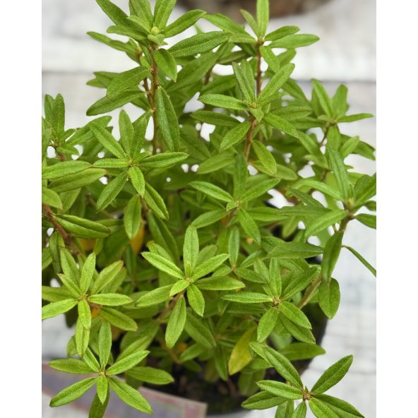 Różanecznik miniaturowy Luisella