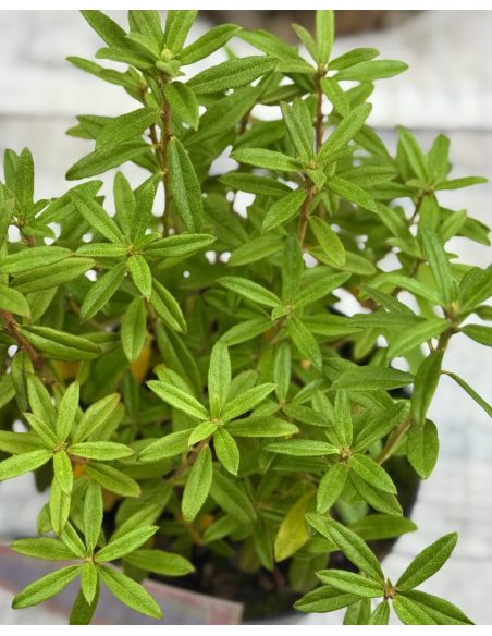 Różanecznik miniaturowy Luisella