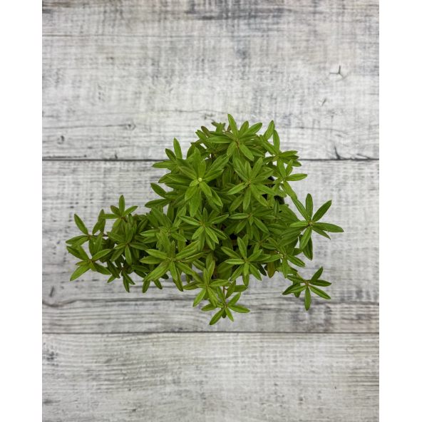 'Luisella' - różanecznik miniaturowy
Rhododendron impeditum 'Luisella'