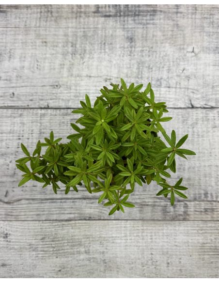 'Luisella' - różanecznik miniaturowy
Rhododendron impeditum 'Luisella' 'Luisella' - różanecznik miniaturowy
Rhododendron impeditum 'Luisella'