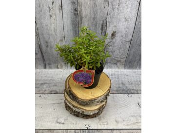 'Luisella' - różanecznik miniaturowy
Rhododendron impeditum 'Luisella' 2