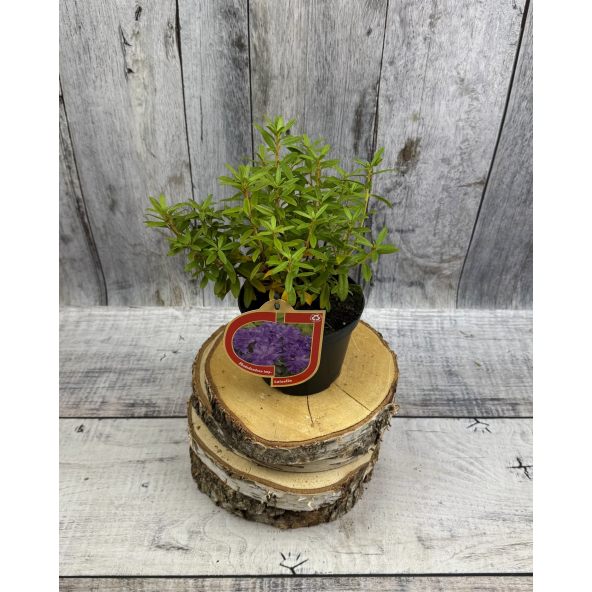 'Luisella' - różanecznik miniaturowy
Rhododendron impeditum 'Luisella'