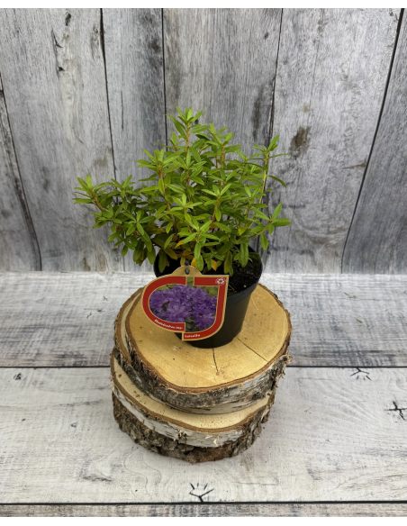 'Luisella' - różanecznik miniaturowy
Rhododendron impeditum 'Luisella' 'Luisella' - różanecznik miniaturowy
Rhododendron impeditum 'Luisella'