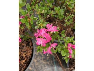 'Maiogi' - azalia japońska
Rhododendron 'Maiogi'