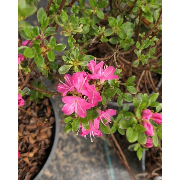 'Maiogi' - azalia japońska
Rhododendron 'Maiogi'