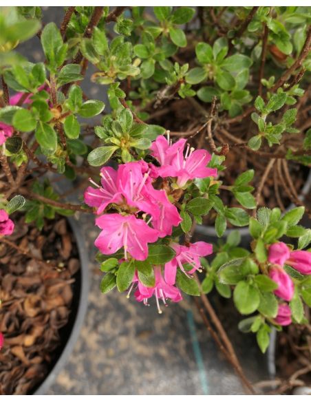 'Maiogi' - azalia japońska
Rhododendron 'Maiogi'