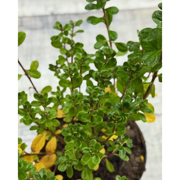 'Maiogi' - azalia japońska
Rhododendron 'Maiogi'