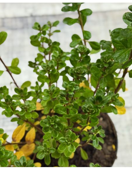 'Maiogi' - azalia japońska
Rhododendron 'Maiogi'