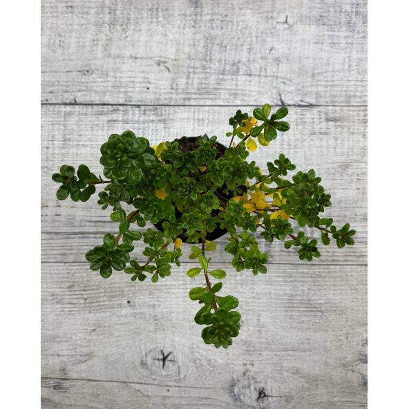 'Maiogi' - azalia japońska
Rhododendron 'Maiogi'