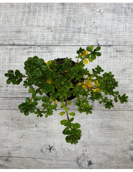 'Maiogi' - azalia japońska
Rhododendron 'Maiogi'