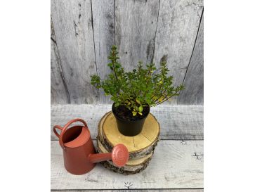 'Maiogi' - azalia japońska
Rhododendron 'Maiogi' 2