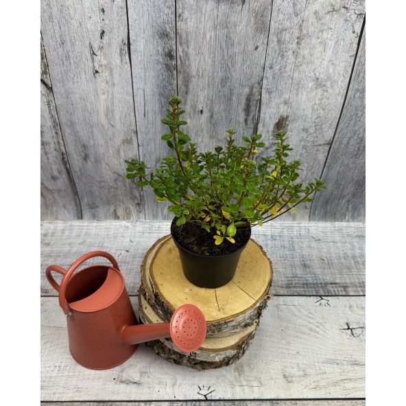 'Maiogi' - azalia japońska
Rhododendron 'Maiogi'