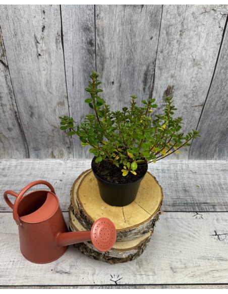 'Maiogi' - azalia japońska
Rhododendron 'Maiogi'
