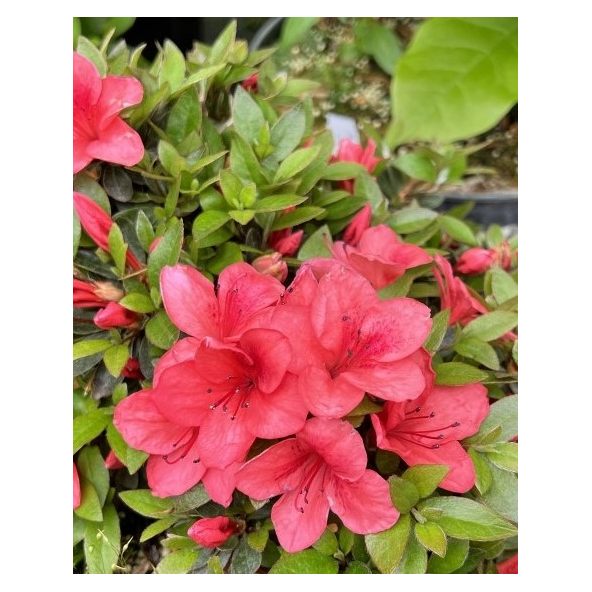 'Marilee' - azalia japońska
Rhododendron 'Marilee'